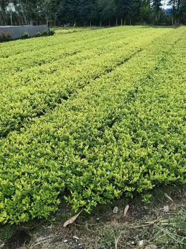 古达乡绿化工程